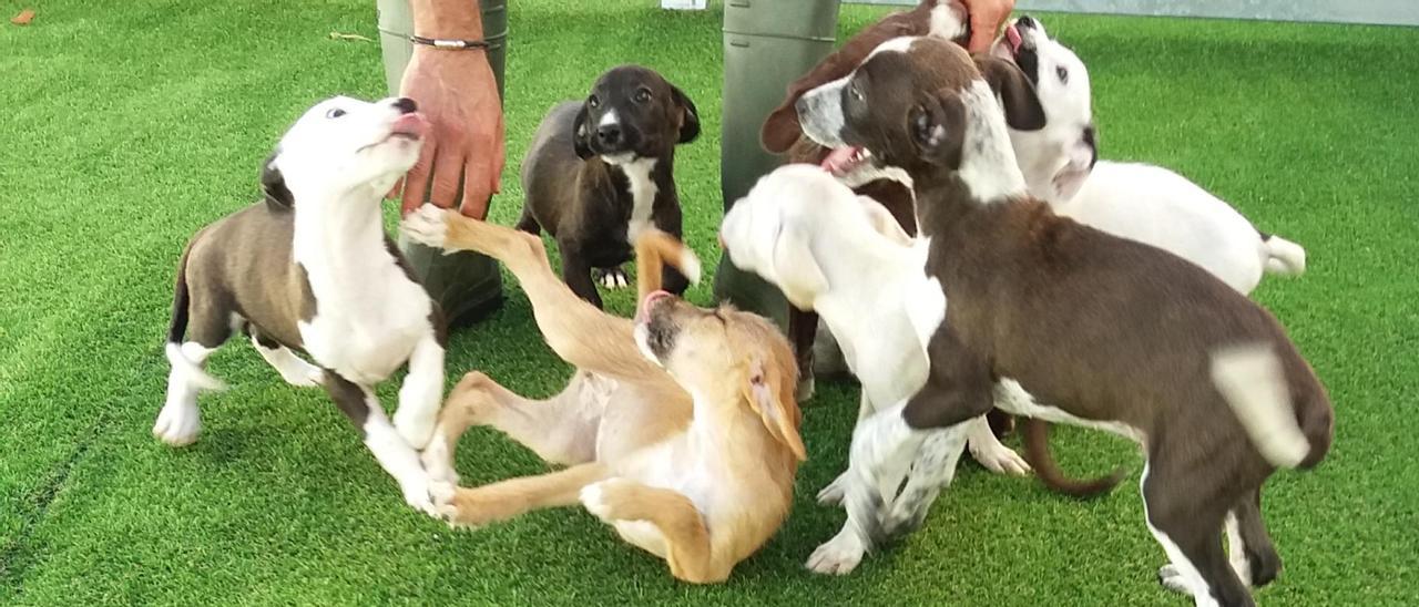 Cachorros rescatados por el Caan en Salvaterra