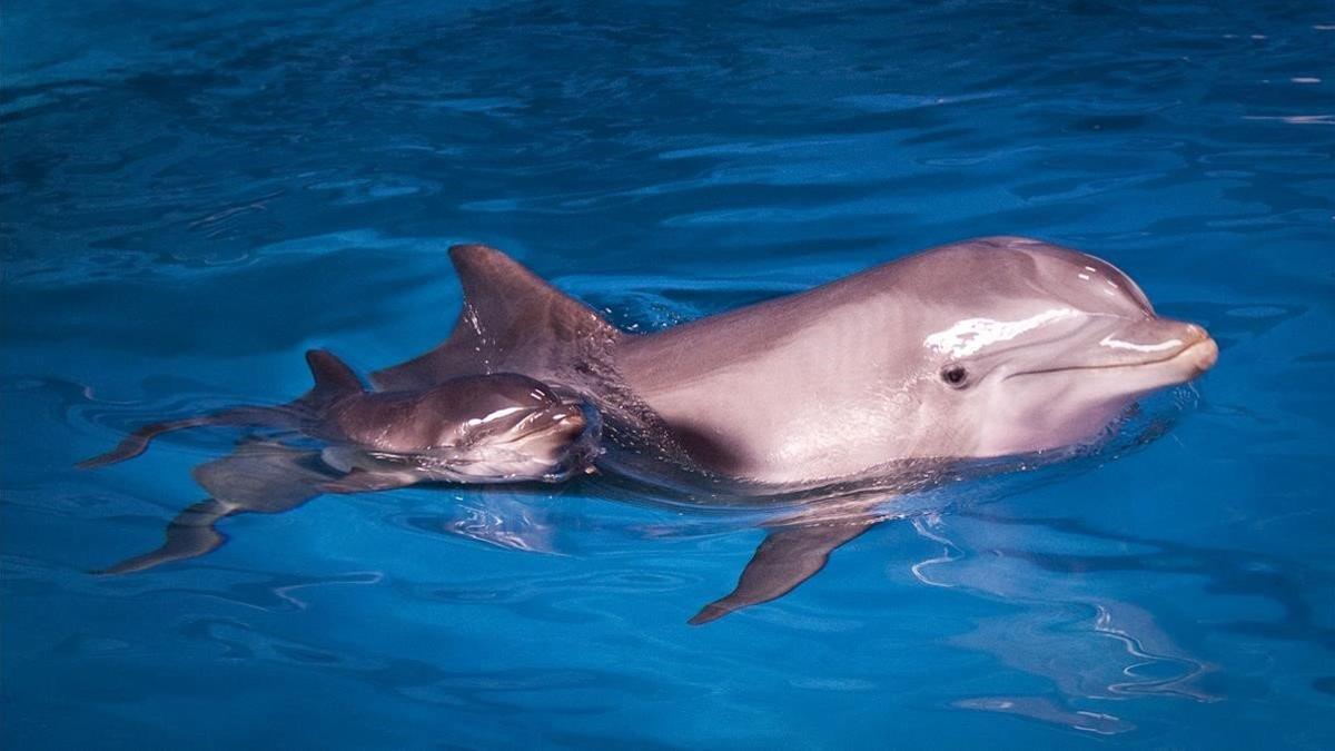 Delfin Anak con su cría en el 2012