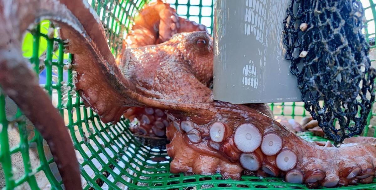 El pulpo se paga a 10 euros el kilo en la lonja y su coste se duplica