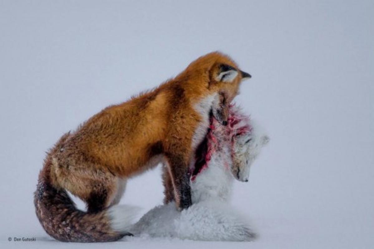 Las mejores fotos del concurso 'Wildlife Photographer of the Year'