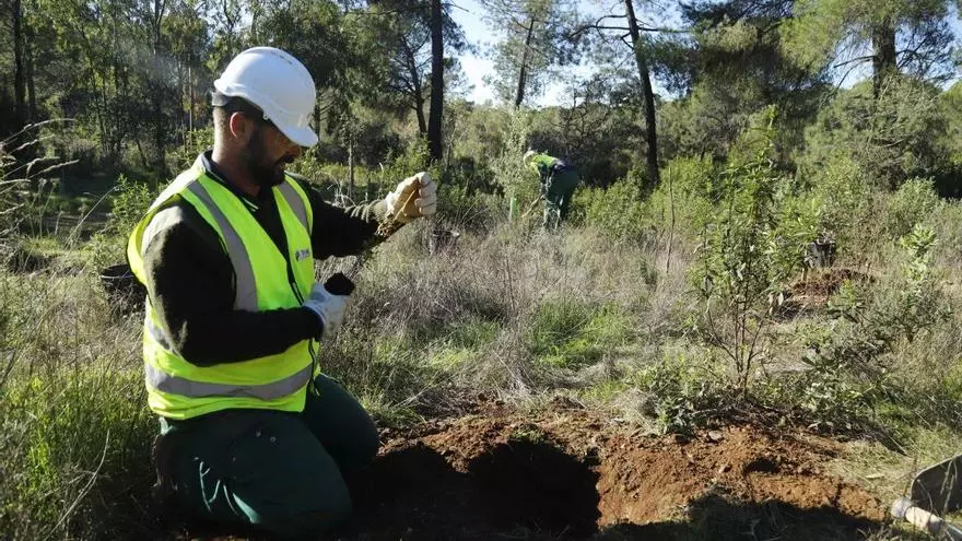 La Junta de Andalucía planta 3.000 árboles en Los Villares