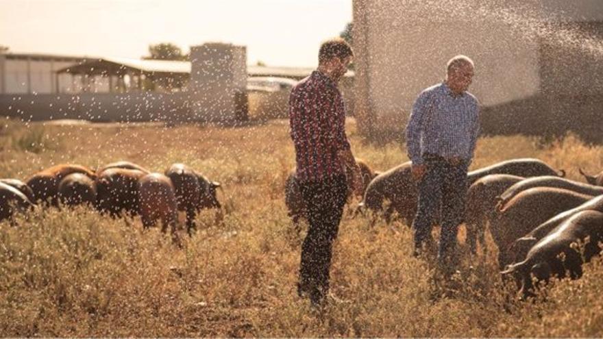 La Interprofesional del Ibérico califica de ‘Excelente’ el cumplimiento de las buenas prácticas de bienestar animal en Cefusa