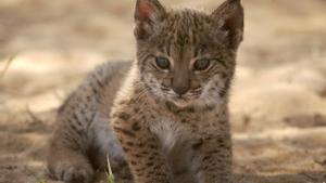 Imagen de archivo de un cachorro de lince nacido en el Parque Natural de Doñana.