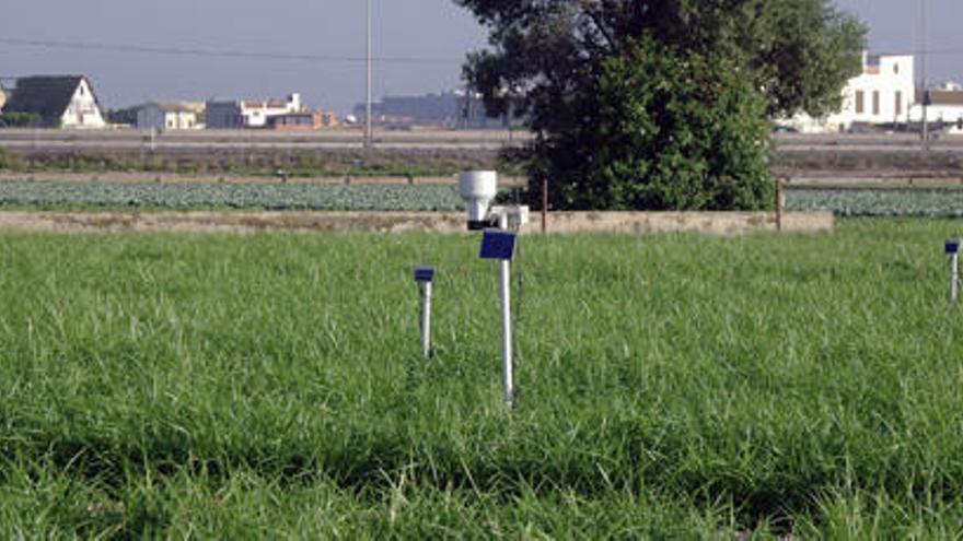 Campo de cultivo en el que se han probado las nuevas técnicas.