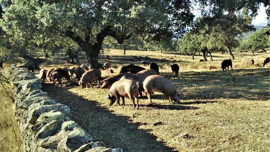 Más sostenibilidad y rentabilidad para la dehesa