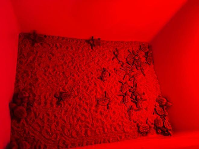 Las imágenes del prodigio: Nacen 128 tortugas en Dénia