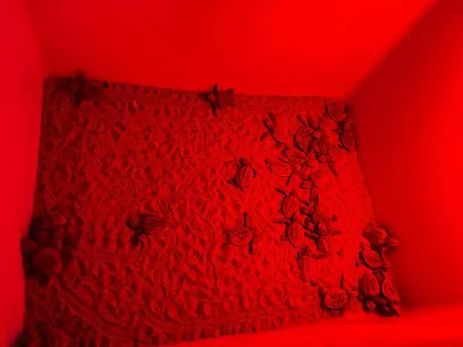 Las imágenes del prodigio: Nacen 128 tortugas en Dénia