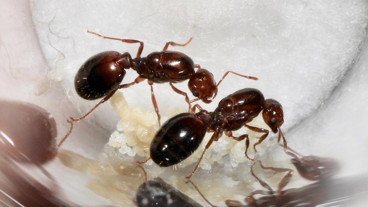 Las hormigas pueden tener varias reinas