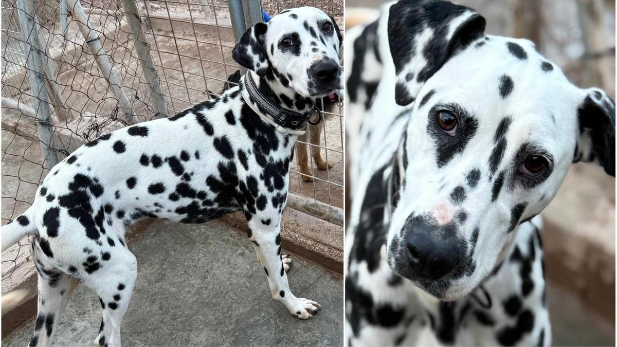 Tona, la dálmata abandonada en Castelló que necesita un hogar