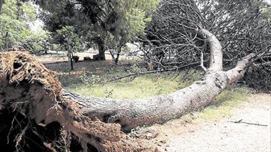 CAEN DOS ÁRBOLES MÁS Y UNA CORNISA EN BENICARLÓ