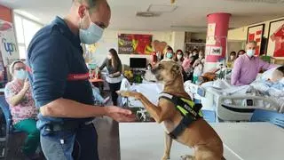 Piña, la perra de los Bomberos que viajó al terremoto de Turquía, visita a los niños hospitalizados