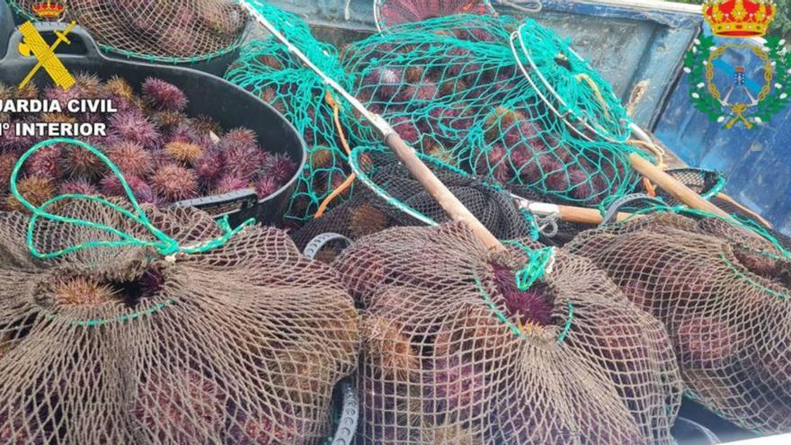 Pillado un furtivo con 410 kilos de erizos y berberechos | GUARDIA CIVIL
