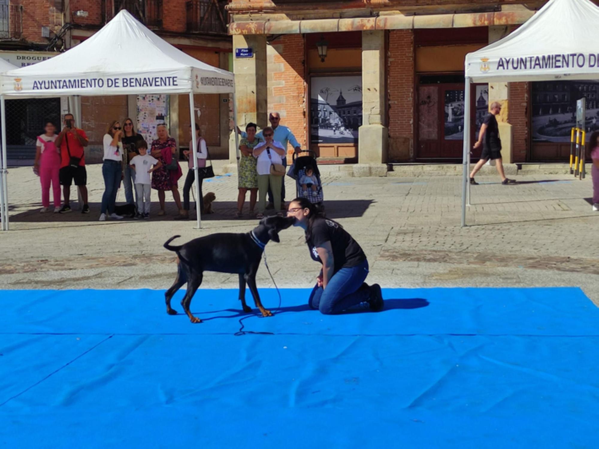 GALERÍA | Así ha sido el Concurso Canino celebrado en Benavente