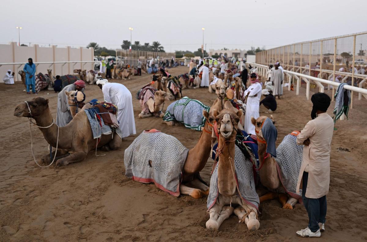 Carrera de camellos con jinetes-robot en Al Sheehaniya (Doha).