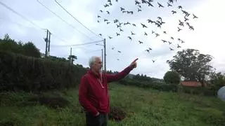 Carlos Budiño, adestrador de pombas en Cambre: «Isto é un deporte que engancha moito»
