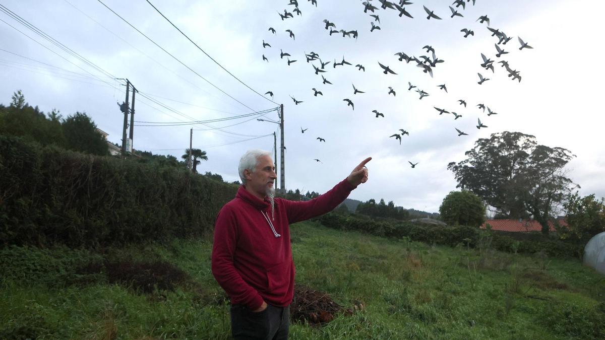 Carlos Budiño, adestrador de pombas en Cambre