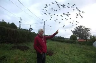 Carlos Budiño, adestrador de pombas en Cambre