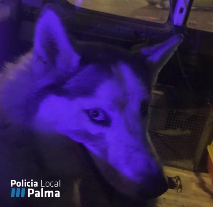 Interceptan a un perro tras atacar a un rebaño