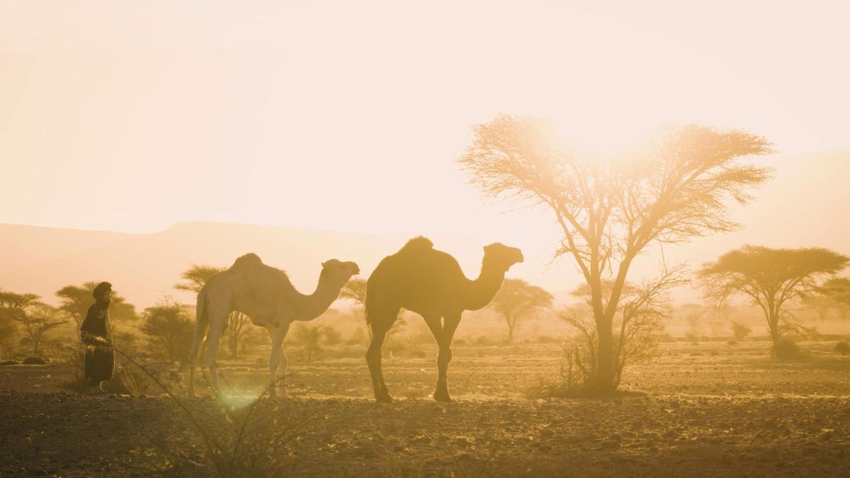 Elhoussine Elazzaoui en el desierto con sus camellos