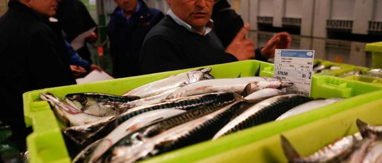 la caballa anima la subasta de pescado. La llegada a puerto de las primeras cajas de xarda pescada a anzuelo, como las de la imagen, anima el mercado pesquero local, pues este producto tiene buena salida en los comercios.