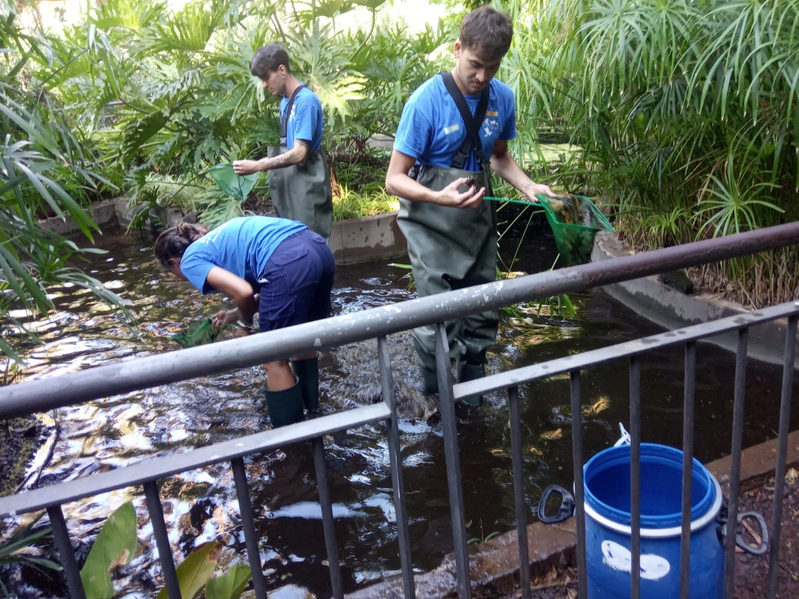 Comienzan los trabajos contra los cangrejos del río que aparecieron en el parque García Sanabria