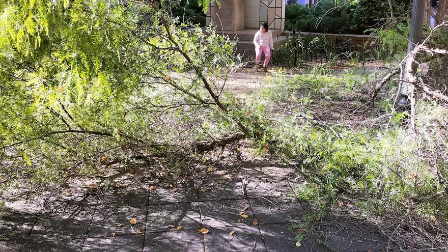 Un herido leve al caer una rama de grandes dimensiones en un parque de València