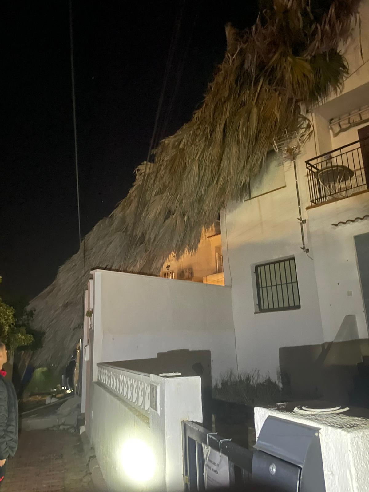 Palmera sobre una vivienda en Torrevieja derribada por la fuerza del viento