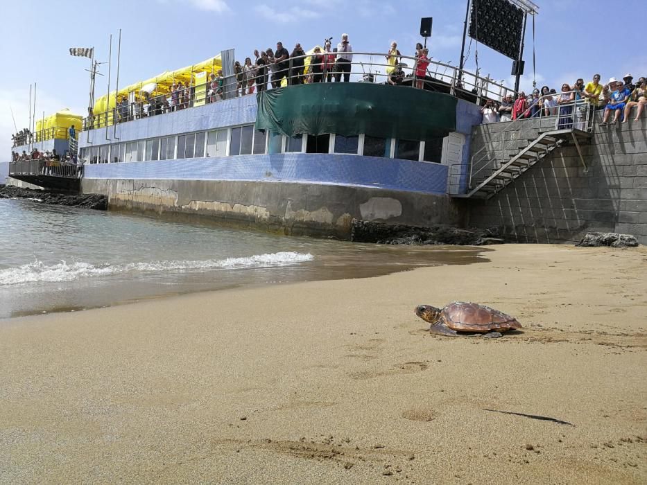 Suelta de tortugas por en Las Canteras