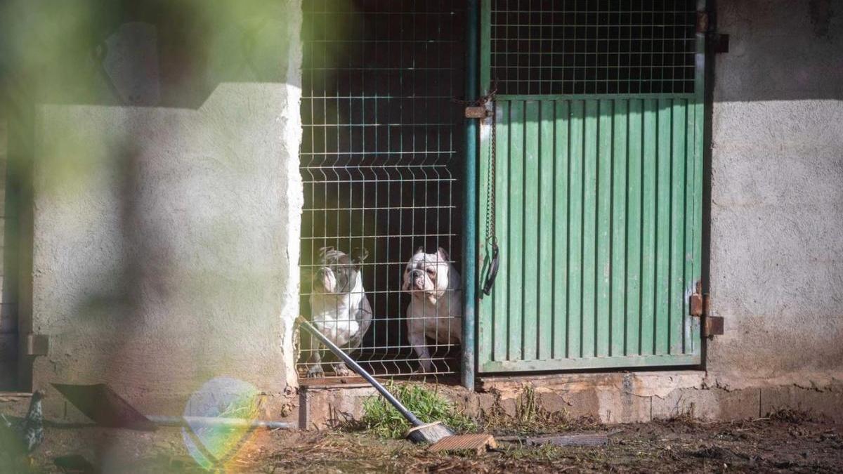 Cuatro acusados de maltratar perros y gallos en una finca de Palma han sido absueltos del delito de maltrato animal