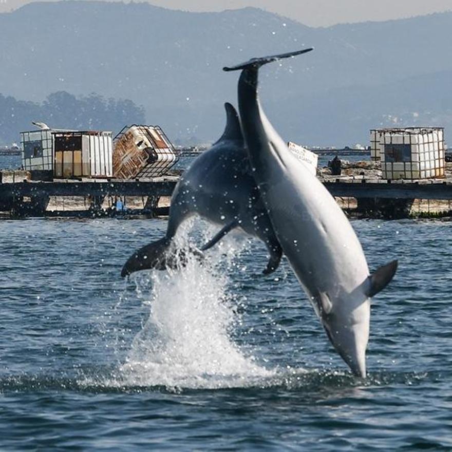 Una colisión entre delfines en Arousa.