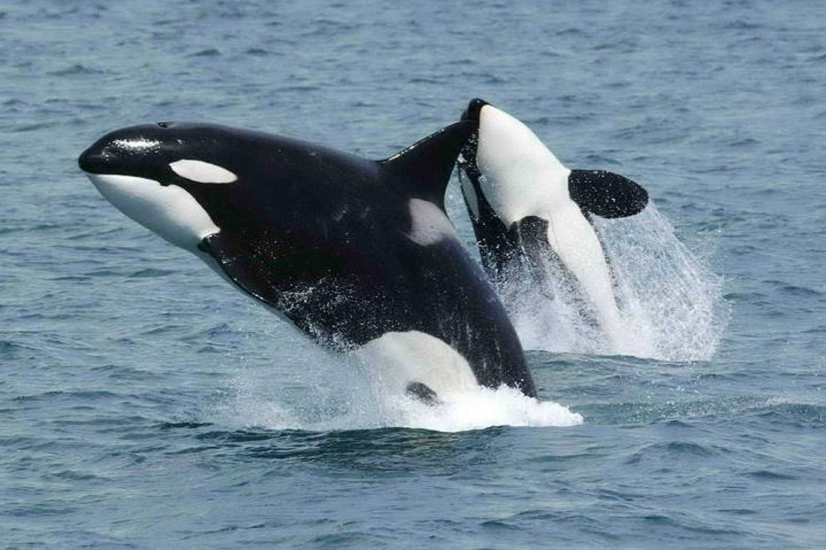 Las orcas