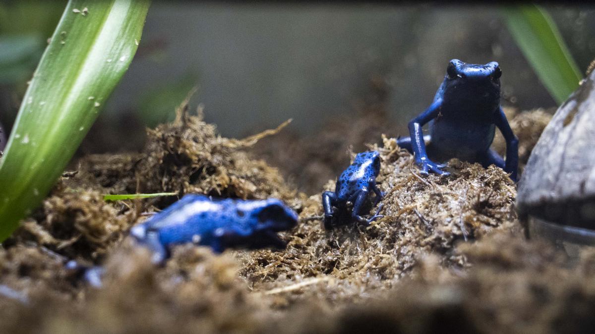 Las pequeñas ranas veneno azul de Bioparc.
