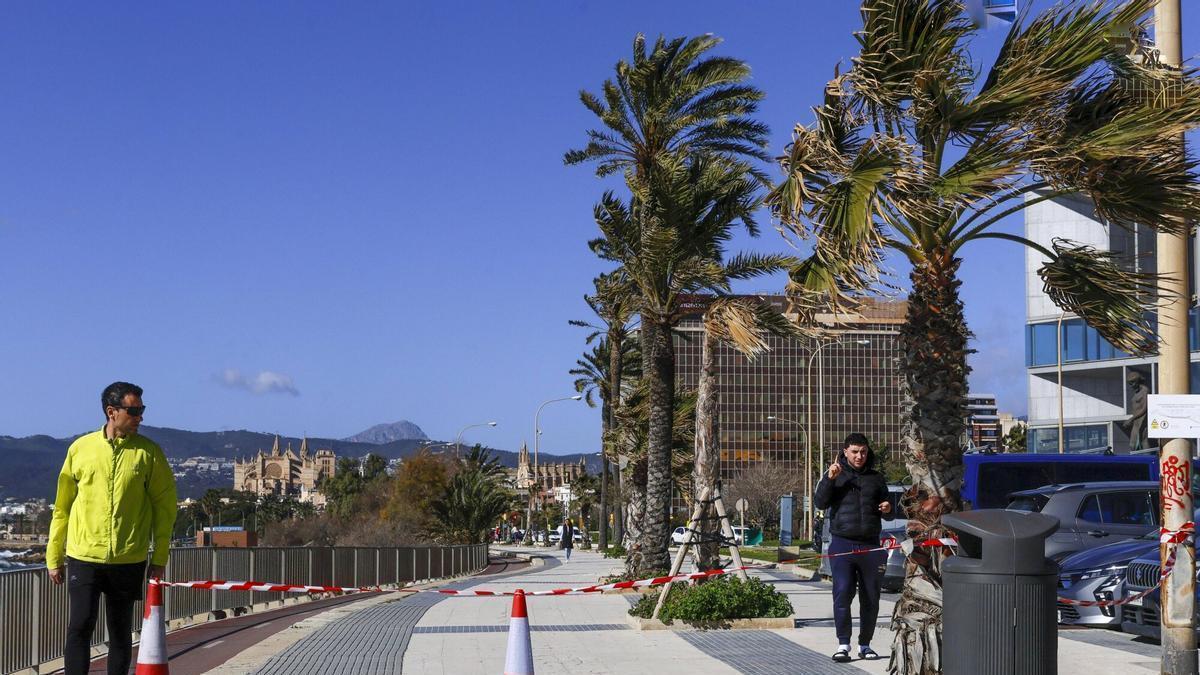 Temporal de viento en Palma