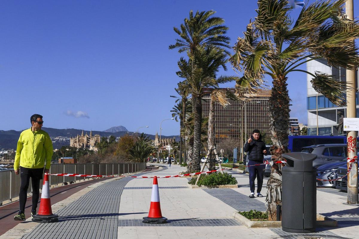 Temporal de viento en Palma