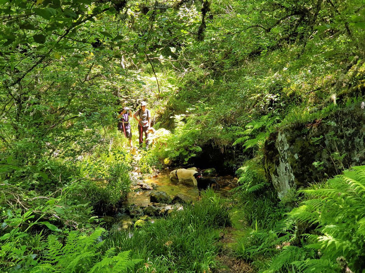 Trevinca, Casayo (Carballeda de Valdeorras, Ourense). Ruta circular por eTeixadal de Casaio desde Alto de la Cabrita y Valborraz. Es uno de los pocos bosques naturales de tejos y más importantes de Europa, una de las pocas reservas de tejo común o negro ("Taxus baccata") existentes en el planeta, y el bosque (monte) más antiguo de Galicia (además de ser el único de estos árboles, los tejos)