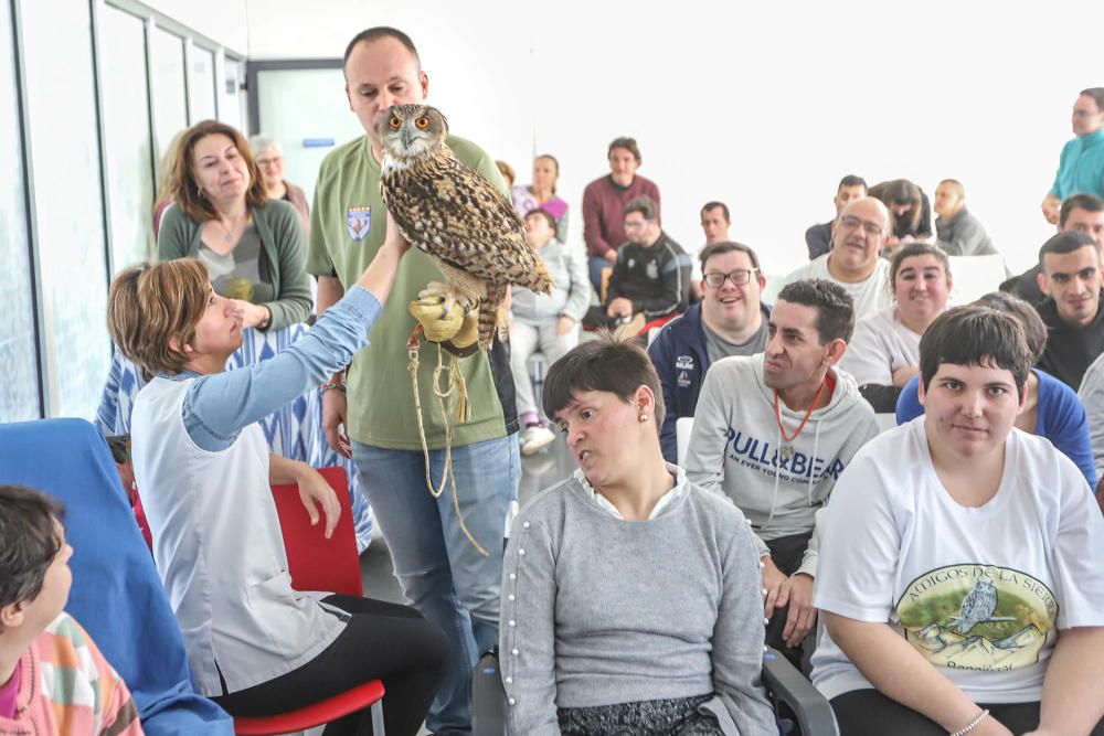 Aves rapaces forman parte de un programa educativo