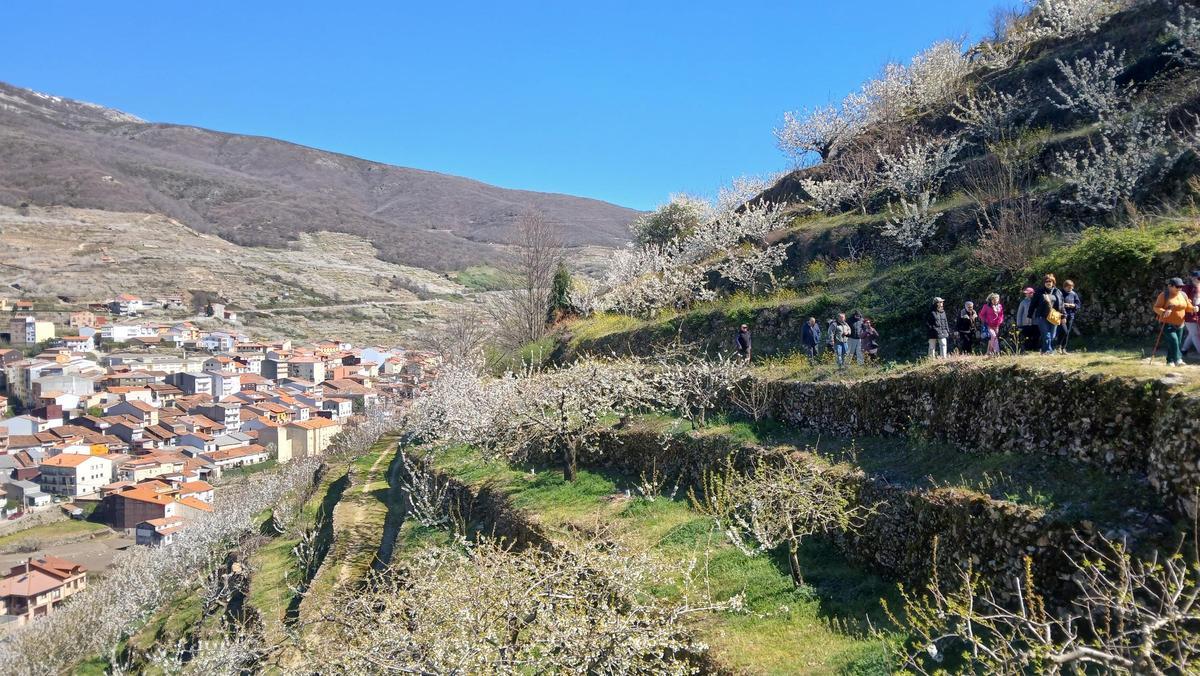 Fotogalería | El Cerezo en Flor del Jerte