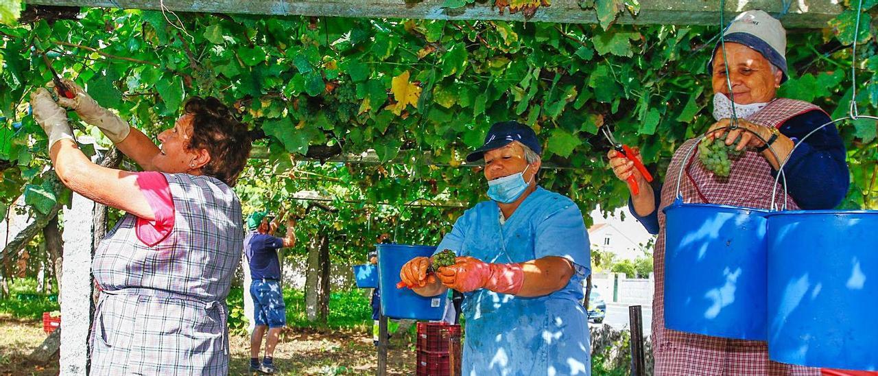 El traslado de la uva desde el viñedo a las instalaciones de la cooperativa Martín Códax.