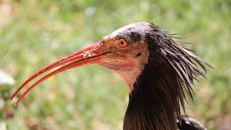 &quot;Al ibis calvo lo mató un asesino, no un cazador&quot;