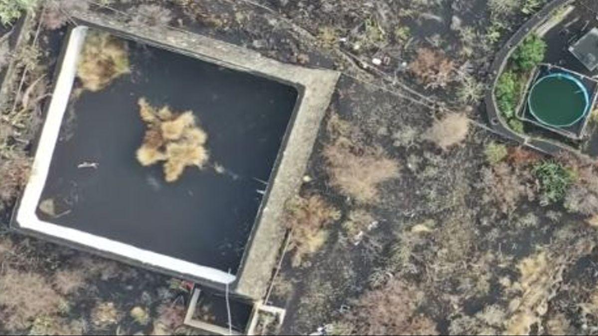 Un gato atrapado en un estanque cubierto de ceniza y rodeado por la colada del volcán.