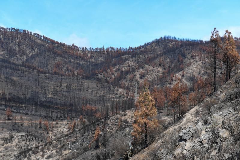 15-10-19 SUPLEMENTOS. ZONA CUMBRERA. ZONA CUMBRERA. Reportaje zonas quemadas tras dos meses. Reportaje triple entrega sobre el paisaje quemado, al cumplirse dos meses. La primera parte será Los tesosos de la Cumbre, en plan más positivo, con los brotes verdes, lugares que visitar. Un segundo con los héroes sin capa, sus protagonistas y una tercera con Lo que el fuego se llevó o Lo perdido, la parte más triste.  Fotos: Juan Castro.  | 15/10/2019 | Fotógrafo: Juan Carlos Castro