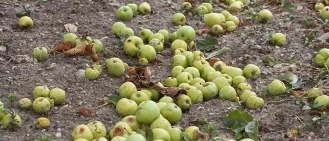 Bocairent tramita ayudas estatales por la granizada y abre una oficina asesora