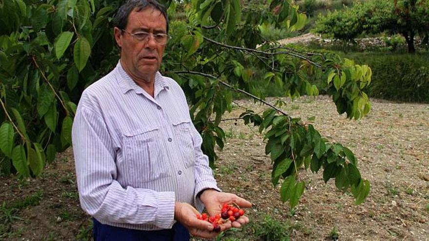 Un agricultor observa cerezas caídas del árbol en una zona de cultivos de Margarida, a caballo entre El Comtat y la Marina Alta.