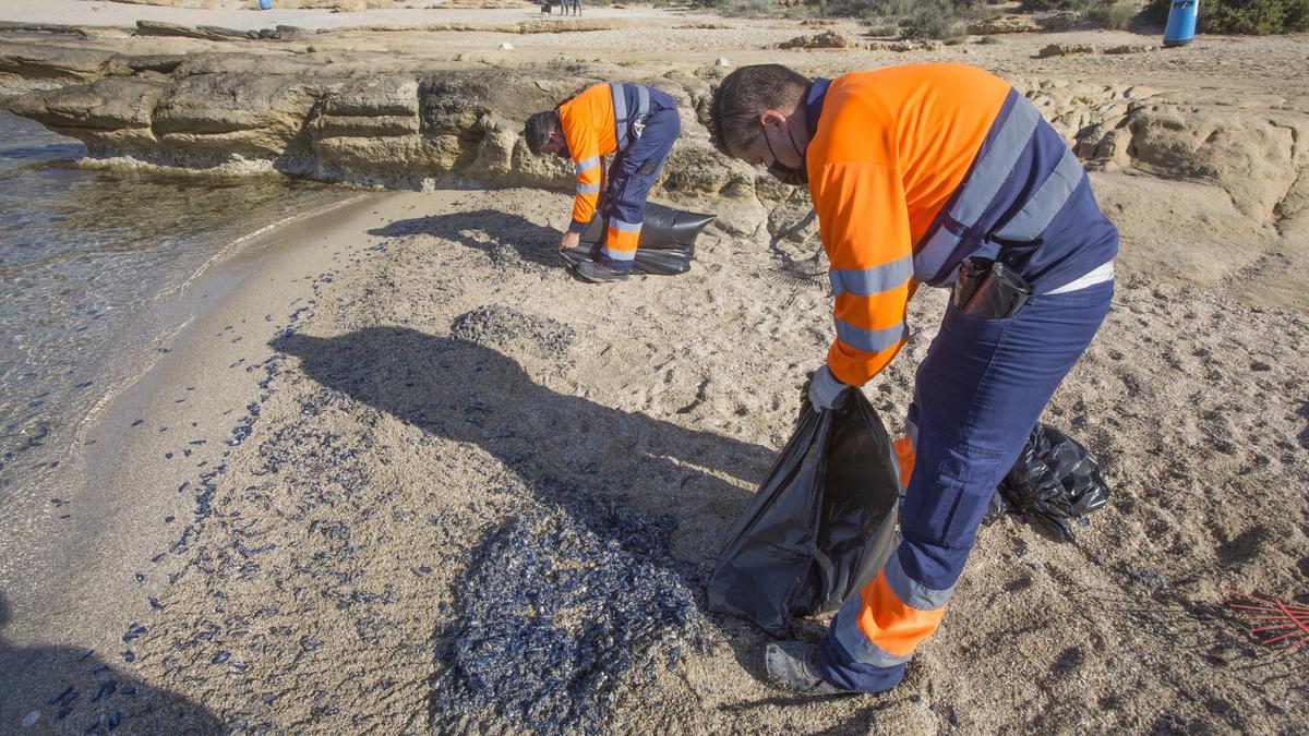 "Lágrimas del mar": así son las medusas velero que han llegado a Alicante