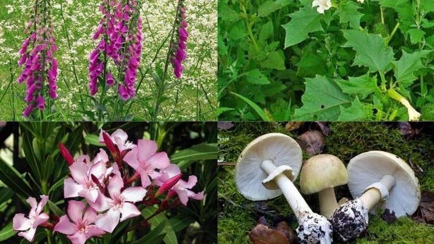 Especies muy tóxicas: Digitalis purpurea (arriba izda), Datura stramonium (arriba dcha), Nerium oleander (abajo izda) y Amanita phalloides (abajo dcha).