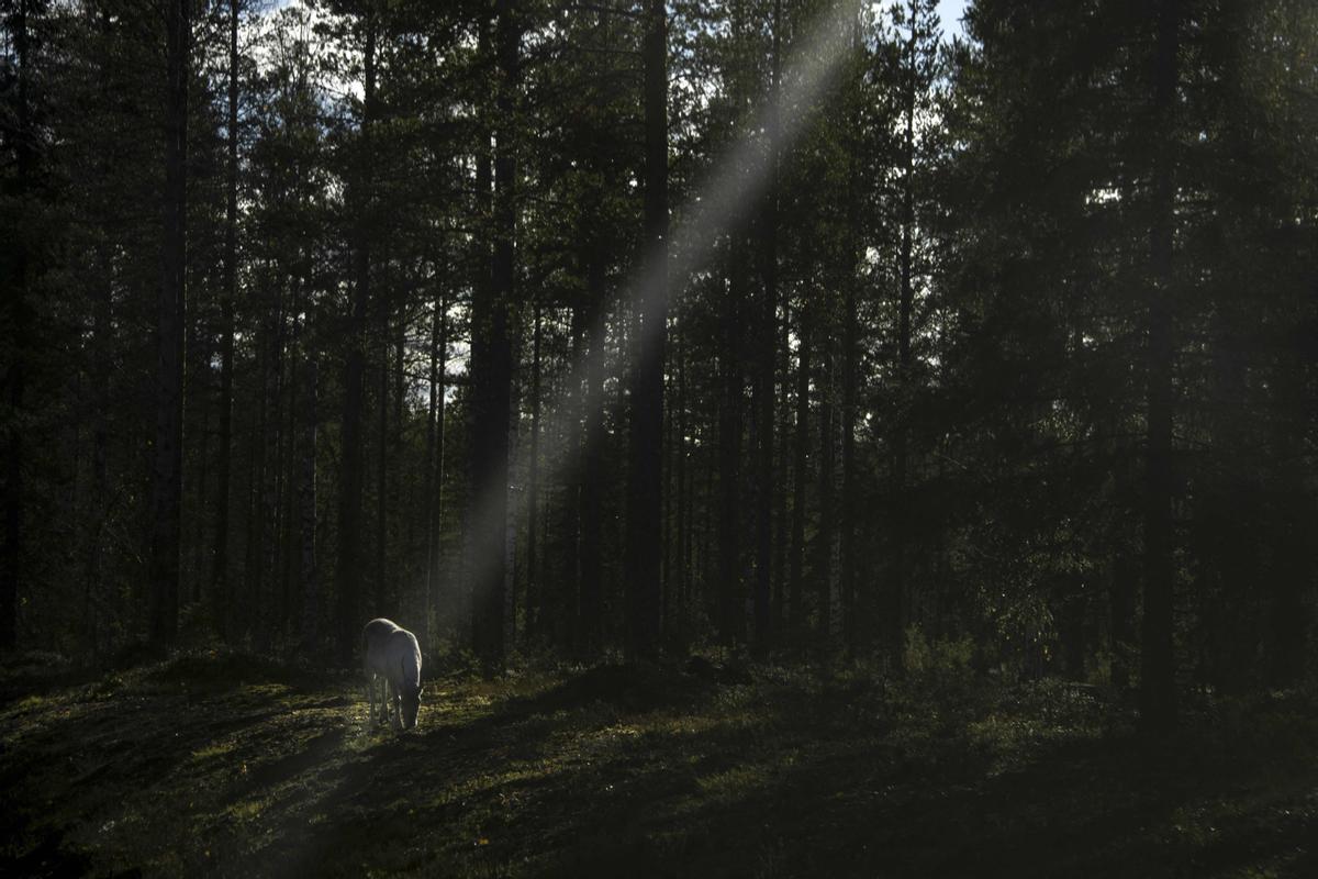 Un reno en un bosque boreal, por encima del Círculo Polar Ártico, en la Laponia finlandesa, cerca de Kaakkurilampi, el 7 de octubre del 2022.