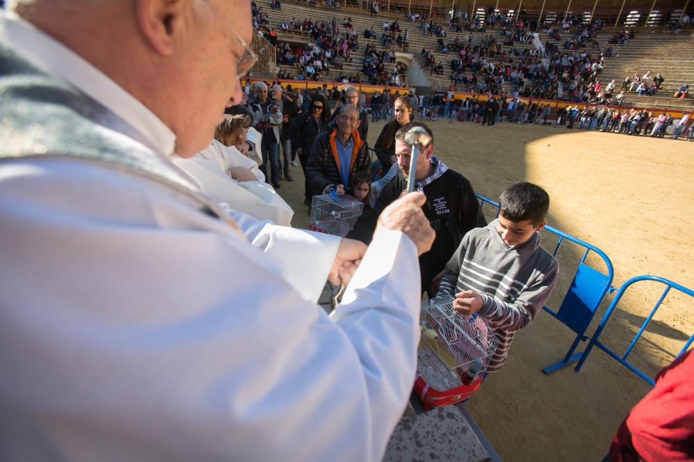 Bendición de los animales por el día de San Antón