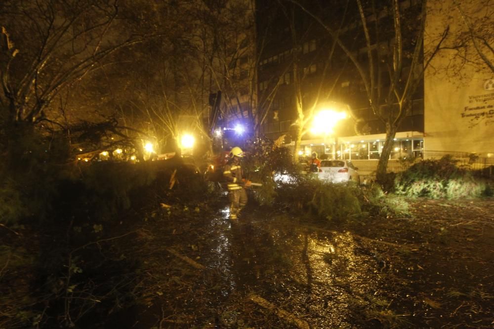 Un árbol cae en Blasco Ibáñez por el temporal.