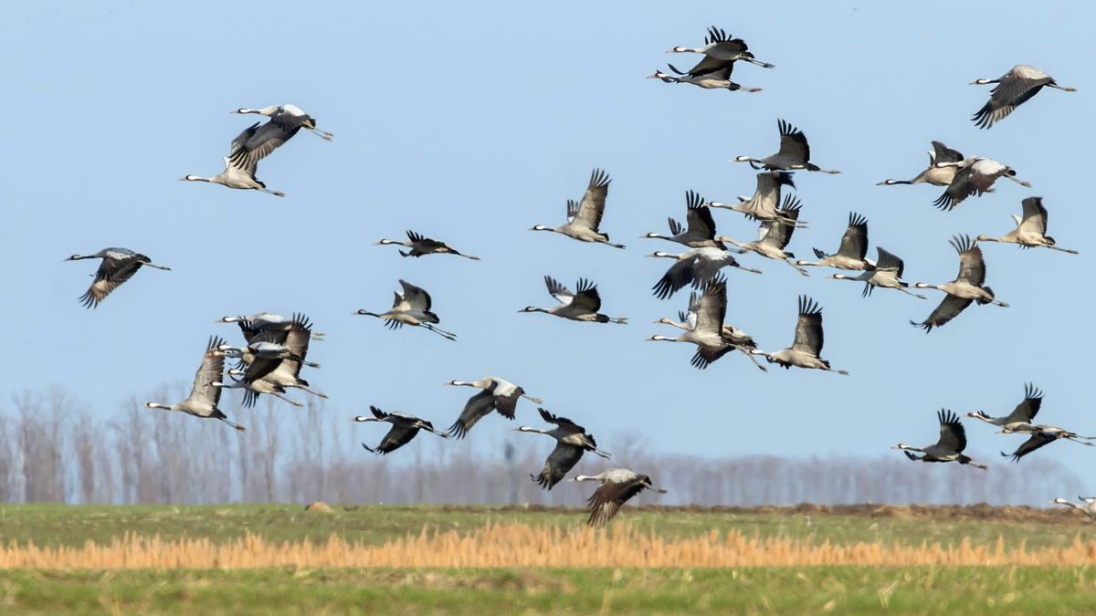 MIGRACIÓN AVES | Miles de grullas llegan a España para pasar el invierno mientras golondrinas y abejarucos se marchan