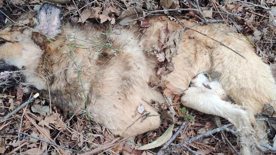 El mastín fallecido. | LNE